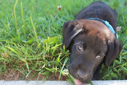 puppy black labrador