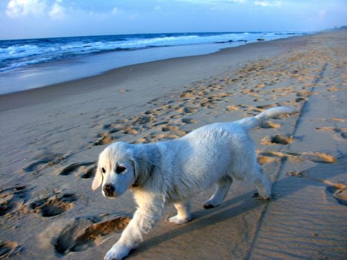 puppy coast sand