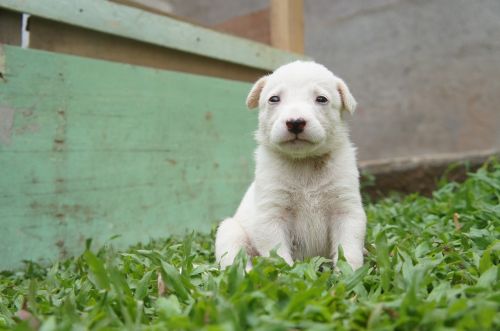 puppy white fur pet