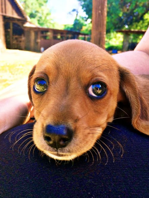 puppy dachshund big eyes
