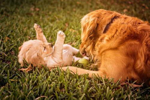 puppy golden retriever dog