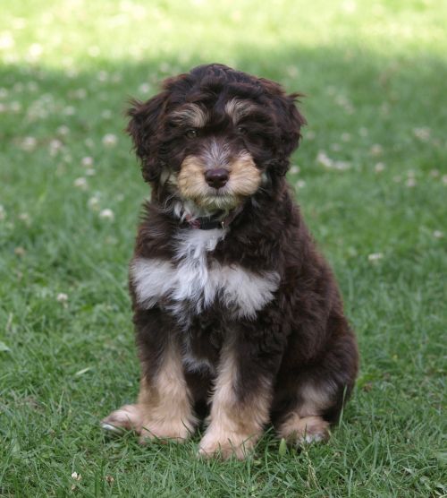 puppy aussiedoodle young dog