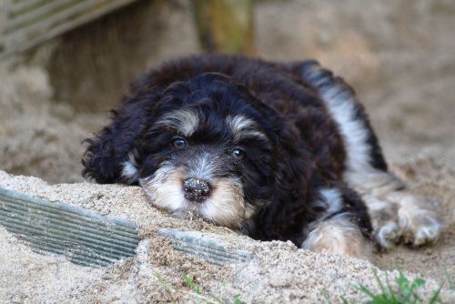 puppy aussiedoodle young dog