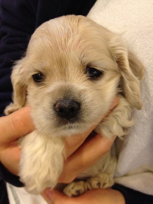 puppy the golden retriever baby