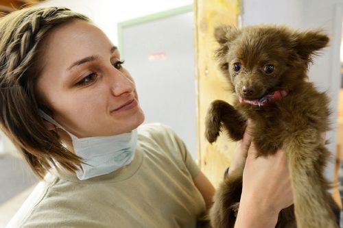 puppy vet veterinarian