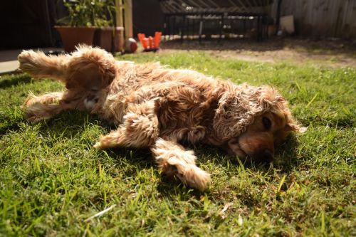 cocker puppy lying on the grass