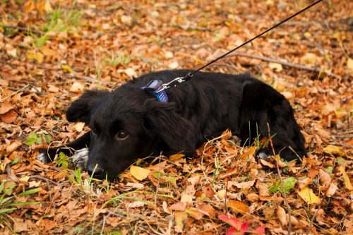 puppy black sadness