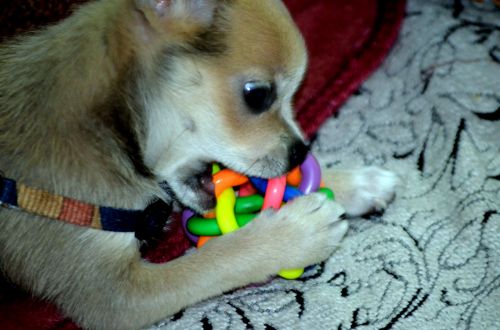 Puppy Chewing