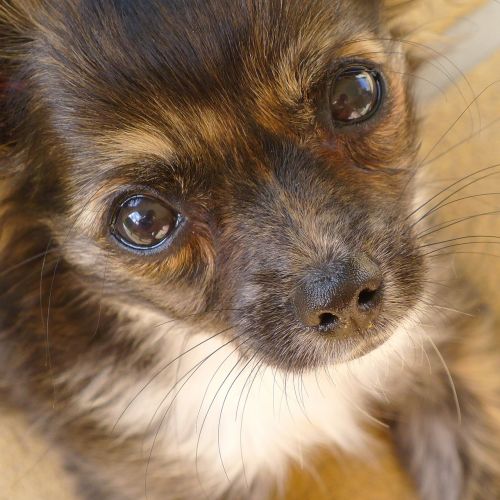 puppy dog eyes eyes cute