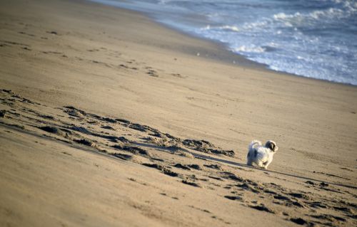 Puppy On The Beach
