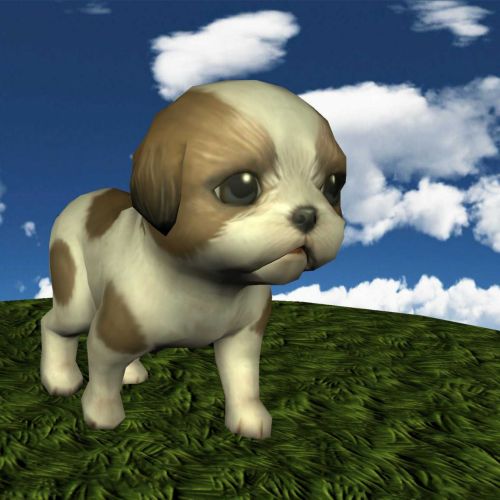 Puppy Shih Tzu