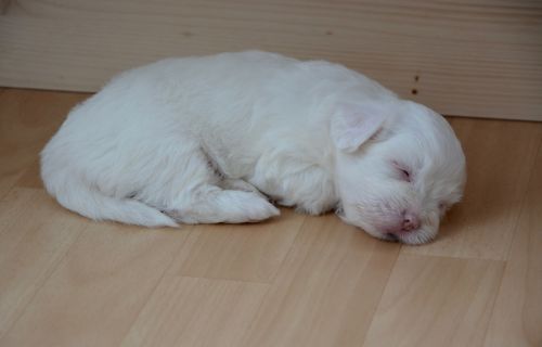 puppy sleeper dog white