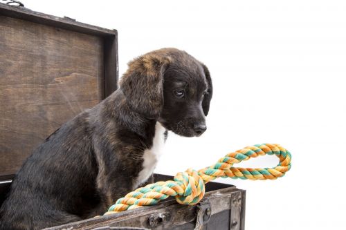 Puppy With Suitcase