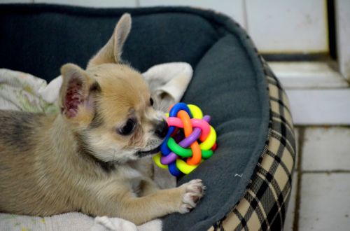 Puppy With Toy