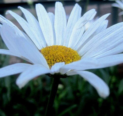 Pure White Daisy
