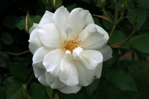 Pure White Rose