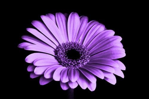 purple flower chrysanthemum