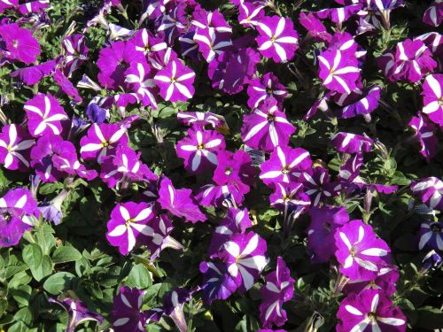 purple campanula flower