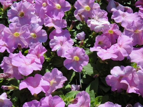 petunia purple daisy