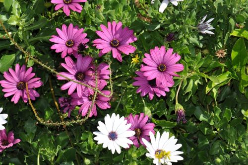 summer flower daisy purple