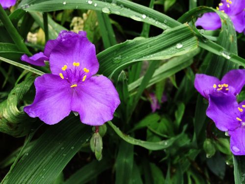 purple flower purple flower