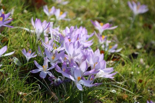 purple spring flower