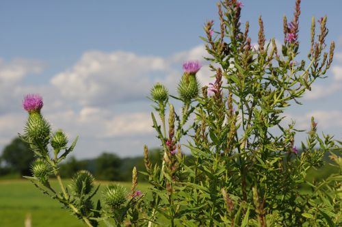 thistle purple flowers