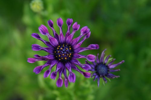 purple flower wildfower