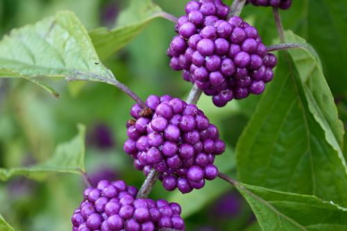 purple plant beauty berry