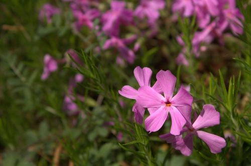 purple flower green