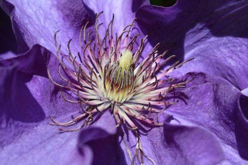 purple flower blossom