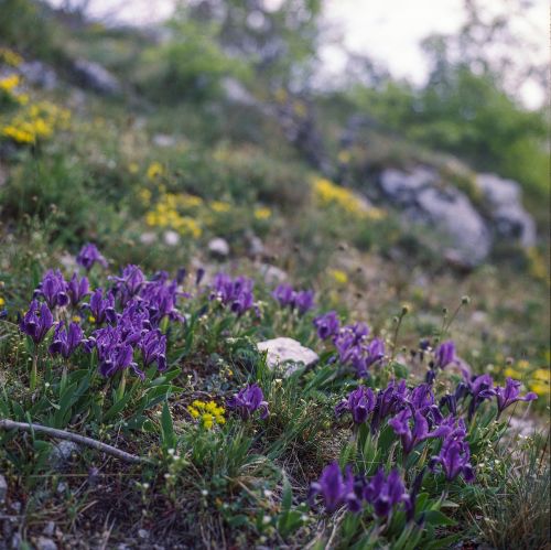 purple iris nature