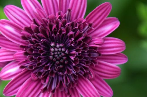 purple flower bloom