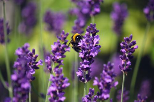 purple flower lilac