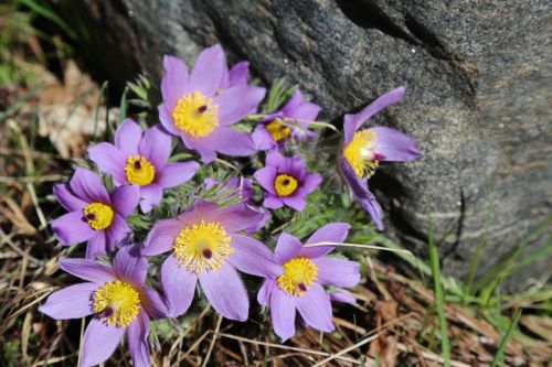 purple flowers spring