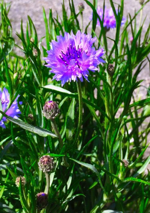 cornflower purple flowers