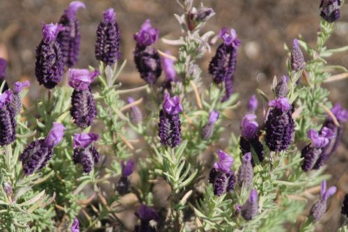 purple flowers botanic