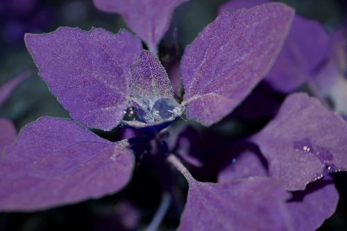 purple water droplets plant