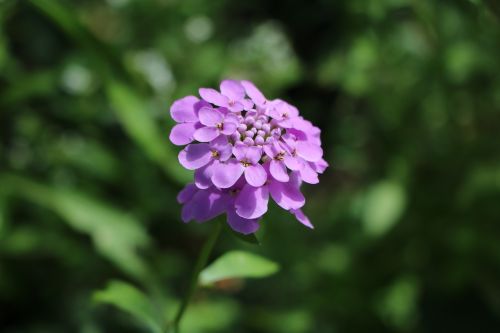 candytuft purple flower