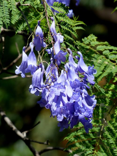 bellflower purple hanging