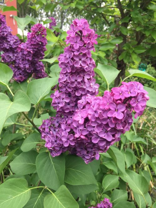 purple plant lilac