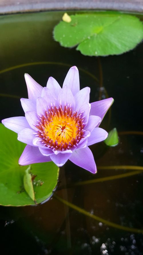 purple lotus plant