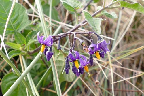 purple flowers nature