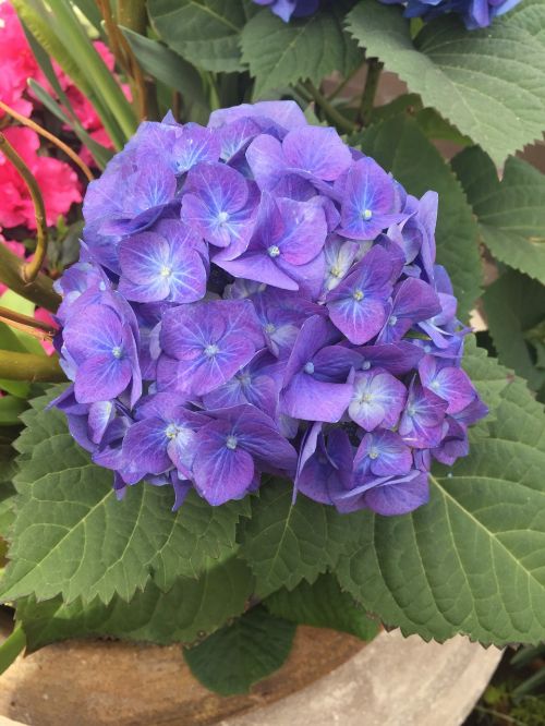 purple peony floral