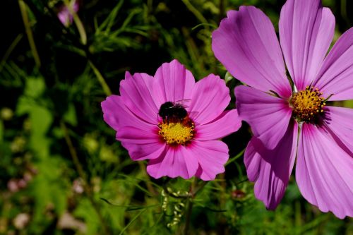 purple blossom bloom