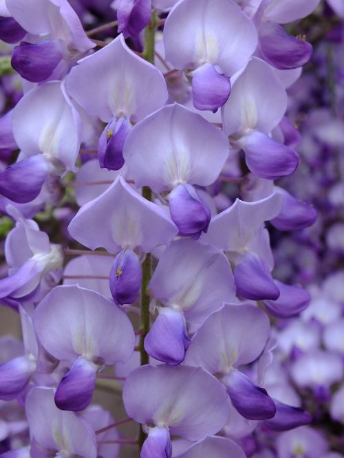 purple acacia flower