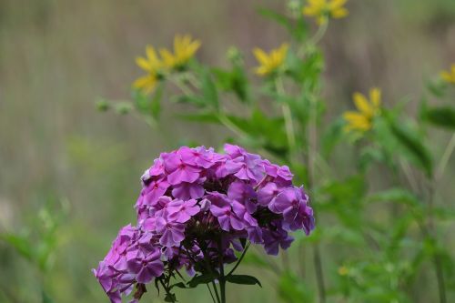 purple flowers yellow