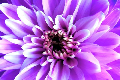 purple flower nature