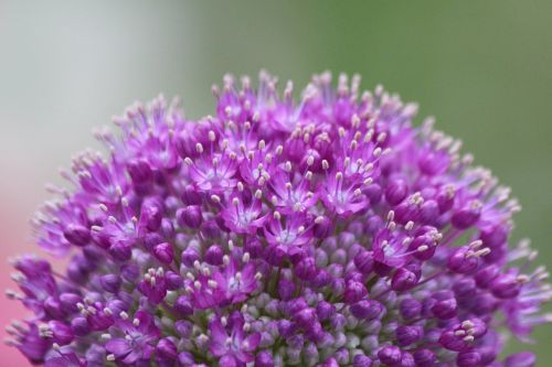 purple onion plant