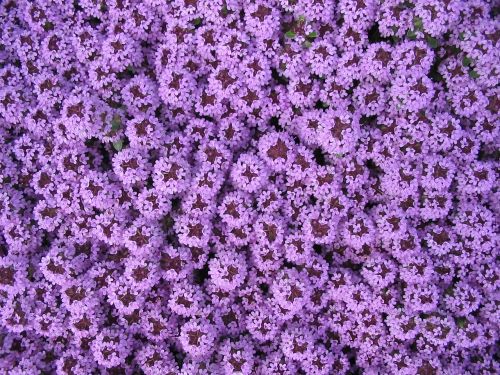 purple carpet of flowers spring